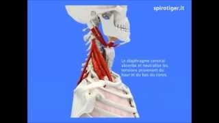 Biomeccanica della respirazione Respira con noi [upl. by Yvon]