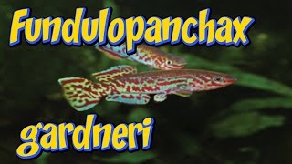 Fundulopanchax gardneri перед нерестом Поведение щучек килли перед нерестом [upl. by Ilatan]