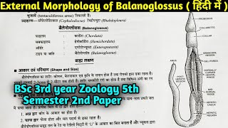 External Morphology of Balanoglossus in Hindi  BSc 3rd year Zoology 5th semester Second Paper [upl. by Wescott]