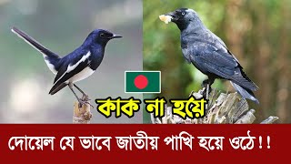 দোয়েল যে ভাবে বাংলাদেশের জাতীয় পাখি হয়ে ওঠে  কাক কেন বাদ পড়ে Doel The National Bird of Bangladesh [upl. by Aneekat937]