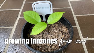 Growing Lanzones from Seeds [upl. by Anayad768]