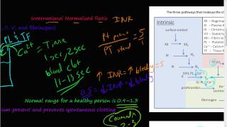 52  prothrombin time PT partial thromboplastin time PTT International normalized ratio INR [upl. by Nylarak]