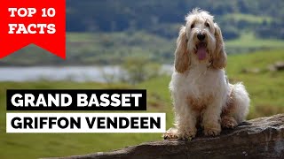 Grand Basset Griffon Vendeen  Top 10 Facts [upl. by Nodanrb]