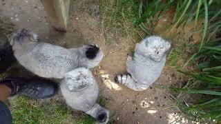 Pallas cat feeding time [upl. by Clayborn743]