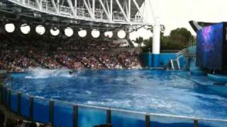 Shamu Kills trainer 2010 [upl. by Etnauq]