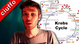 Ciclo di Krebs e Fosforilazione Ossidativa [upl. by Ainedrag]