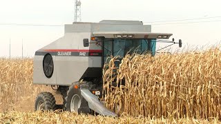 Corn Harvest 2023  Gleaner R42 Combine Harvesting Corn  Ontario Canada [upl. by Mallis]