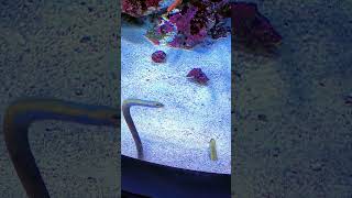 Garden Eels Swaying in the Water Currents eel seacreatures [upl. by Iphigenia724]