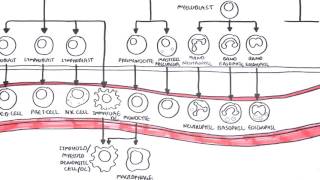 Haematopoesis and Myeloproliferative Disorder  Overview [upl. by Giannini694]