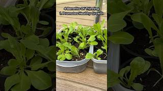 What are the benefits of thinning your plants shorts [upl. by Abernon]