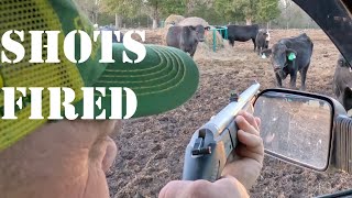 Quik Vid We Shot A Cow Dart Gun Medicine Delivery [upl. by Hareema]