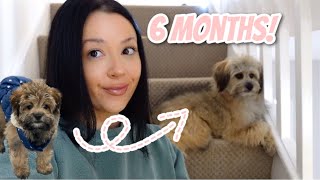 6 MONTH PUPPY UPDATE  POMAPOO PUPPY 🐶 KANDEE’S MORNING ROUTINE  VLOG [upl. by Eneja]