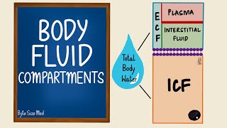 Body Fluid Compartments  ICF  ECF  General Physiology [upl. by Neehsas858]