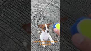 Jack Russell Puppy Training puppytraining doglover [upl. by Eizzo565]