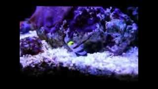 Hi Fin Red Banded Goby amp Candy Pistol Shrimp [upl. by Burgwell]