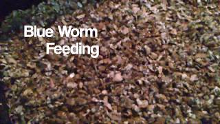 Blue Worm Feeding perionyx excavatus  Ep 31 [upl. by Eirallam]