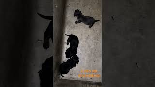 Walking  3wks old mini doxies [upl. by Aynahs195]