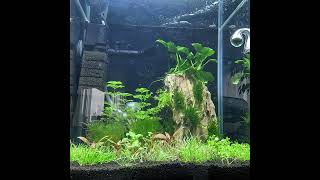 Záznam 12 hodin růstu Bahnatka bezstopečná Limnophila sessiliflora aquarium co2 limnophila [upl. by Riaj351]