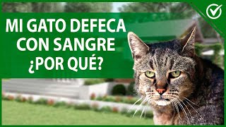 🐱 ¿Qué hacer si mi GATO hace CACA CON SANGRE  Causas y tratamientos 🐱💩 [upl. by Attenaej]