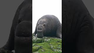 Do not rouse the Beachmaster in anger elephantseal [upl. by Eam]