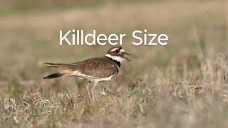 Killdeer Size birds birdsl birdspecies [upl. by Leonanie]