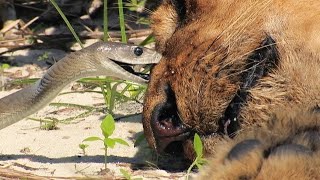 MAMBA NEGRA MORDE LEÃO E O MATA EM SEGUNDOS [upl. by Franek71]