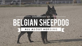 GROENENDAEL BELGIAN SHEEPDOG ALL ABOUT HERDING [upl. by Ratna748]