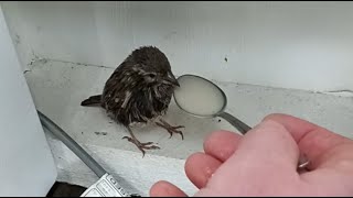 Helping an Injured Bird Full Story in the Description Box [upl. by Aivatnwahs]