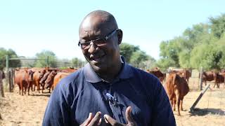 North West Bonsmara Stud Breeder  Mr Moalusi Duncan Serapelwane [upl. by Perlis]