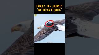 Eagles GPS Journey Will Shocked You trending shorts facts [upl. by Brandice]