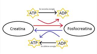 Regulación metabólica del músculo esquelético durante el ejercisio [upl. by Nairod]