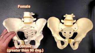 Pelvis Anatomy [upl. by Rdnaskela]