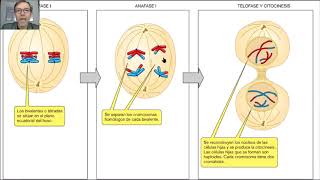 La meiosis paso a paso V36 [upl. by Lledniw]