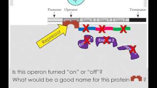 Repressible and Inducible Operons [upl. by Thgiwed]