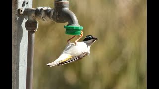 Blackchinned Honeyeater [upl. by Ellenid27]