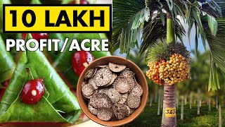 Arecanut Supari Farming  Betel Nut Cultivation [upl. by Ahsiyn]