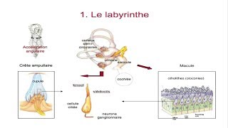 Le système vestibulaire [upl. by Ecila364]