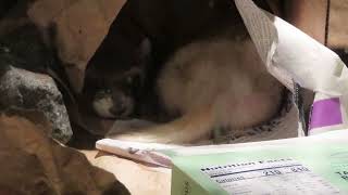 ROCKY MOUNTAIN ARSENAL NATIONAL WILDLIFE REFUGE BlackFooted Ferret  a highly endangered mammal [upl. by Asilaj]