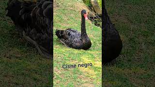 cisnenegro cisne cisnes cisne [upl. by Saxe]