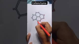 Collenchyma Tissue Diagram Easy shorts youtubeshorts viral draw drawing shortvideo [upl. by Anoed]