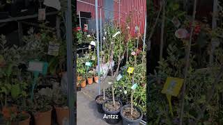 Dandenong Market small plants Nursery [upl. by Denny]