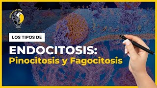 ENDOCITOSIS 🧠 Fagocitosis pinocitosis y endocitosis mediada por receptores 🔥 [upl. by Nwahsar]