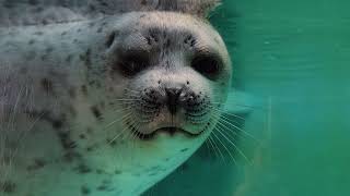 見つめ合う Ringed seal [upl. by Anomahs198]