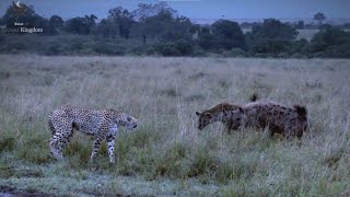 Cheetah mom fights Hyenah clan alone to save her cubs  African Cats [upl. by Persian27]