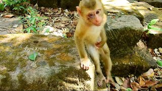 Update on 27April23  This is a New Abandoned pigtail Monkey release in the Sovana Family [upl. by Orlan]