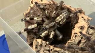 Poecilotheria miranda Verpaarung mating [upl. by Nugent]