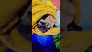 Dog ko thandi lag gyi 😂😂 dog funny 🤣😂 viral [upl. by Ayifa618]