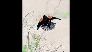 Tulsa River Park Trails  3 Different Redwinged Blackbirds Singing 61224 [upl. by Enihpets]