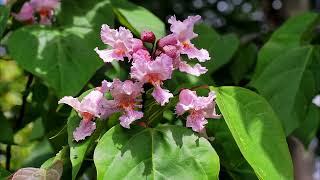 Catalpa species at Caerhays [upl. by Barbarese]