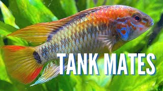 Top 10 Tank Mates for Apistogramma Cichlids [upl. by Camala]